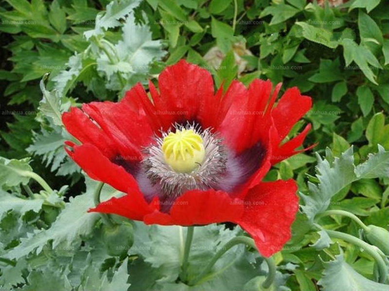 点击大图看下一张:鬼罂粟图片