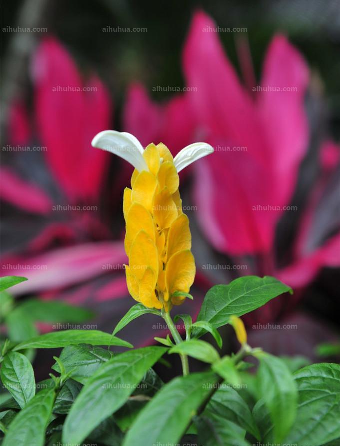 点击大图看下一张：金苞花图片