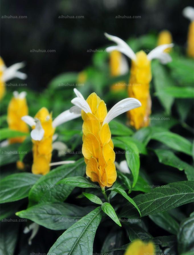 点击大图看下一张：金苞花图片