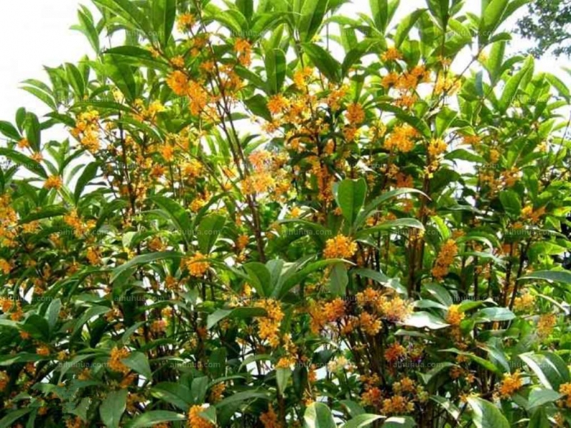 点击大图看下一张：月桂图片