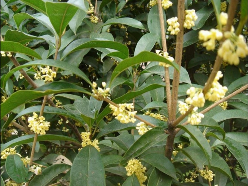 点击大图看下一张：月桂图片