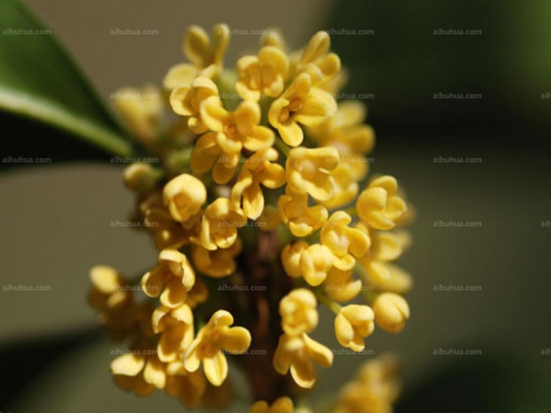 点击大图看下一张：早银桂图片