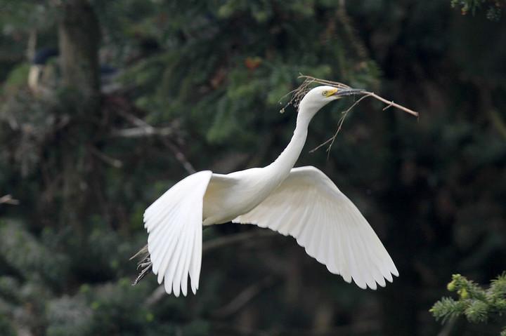 点击大图看下一张：白鹭展翅图片