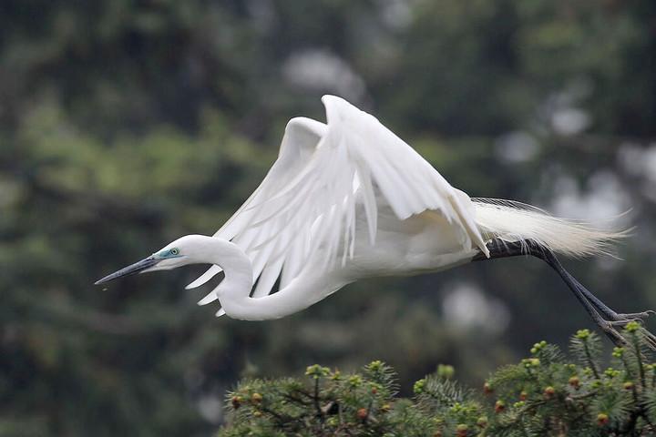 点击大图看下一张：白鹭展翅图片