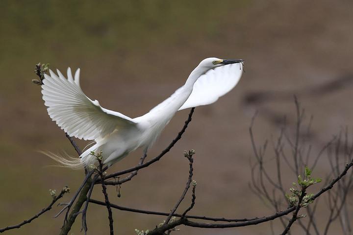 点击大图看下一张：白鹭展翅图片
