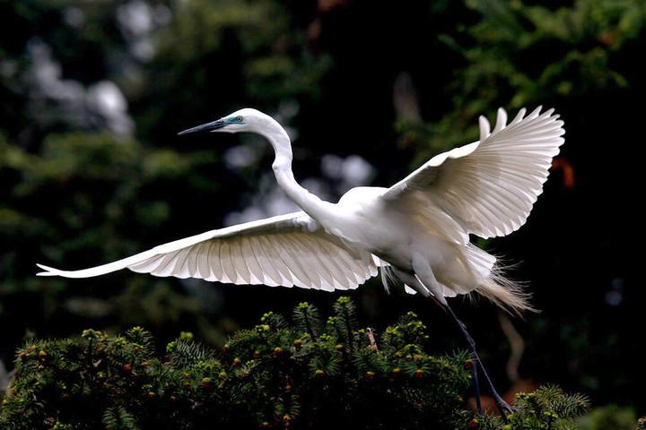 点击大图看下一张：白鹭展翅图片