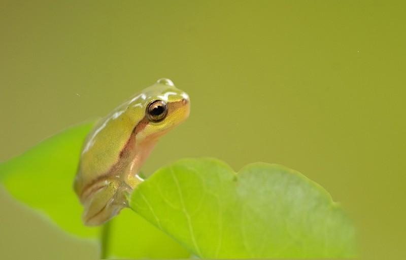 点击大图看下一张：可爱的青蛙小雨蛙