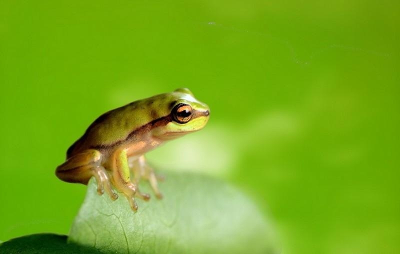 点击大图看下一张：可爱的青蛙小雨蛙