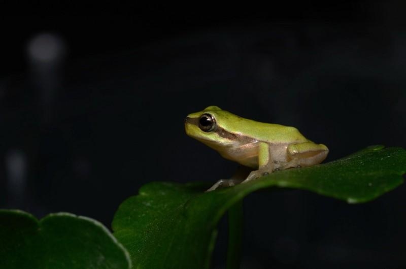 点击大图看下一张：可爱的青蛙小雨蛙