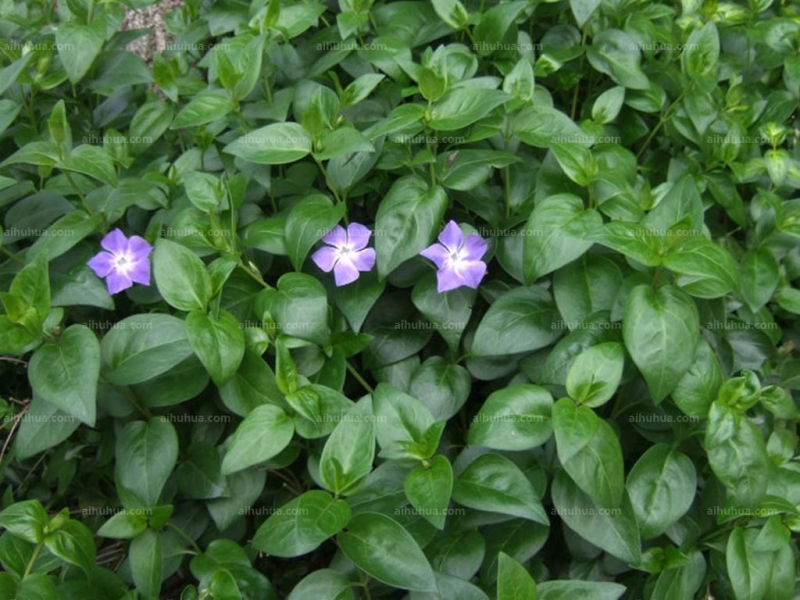 点击大图看下一张：花叶蔓长春图片