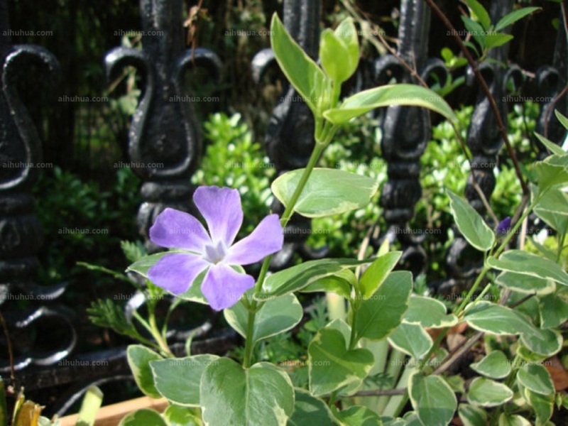 点击大图看下一张：花叶蔓长春图片