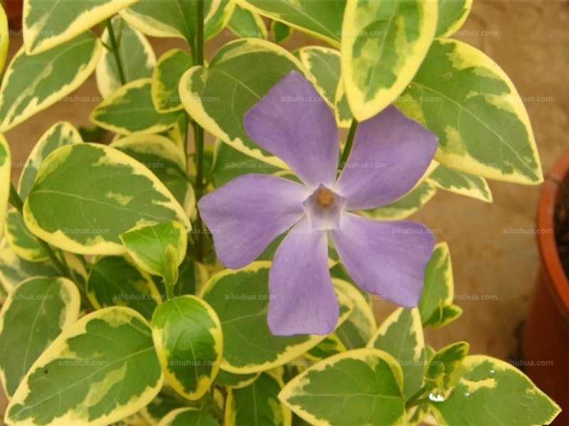 点击大图看下一张：花叶蔓长春图片