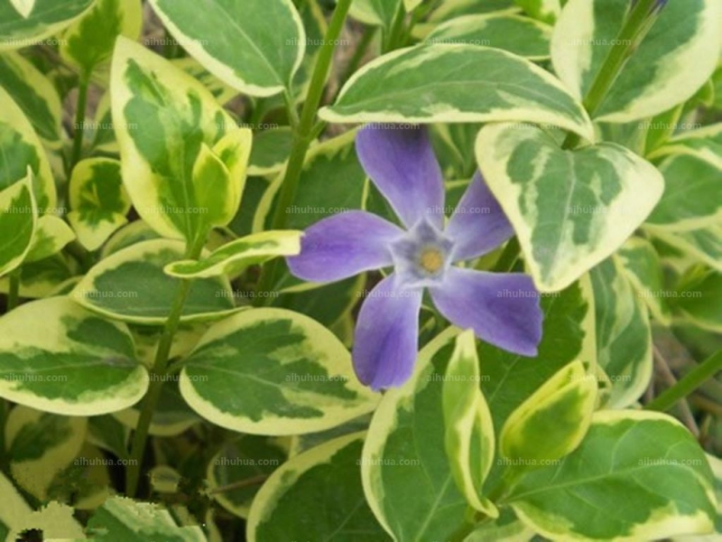 点击大图看下一张：花叶蔓长春图片