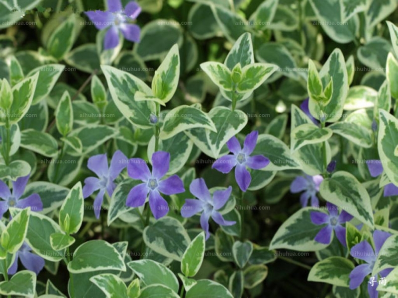 点击大图看下一张:花叶蔓长春图片