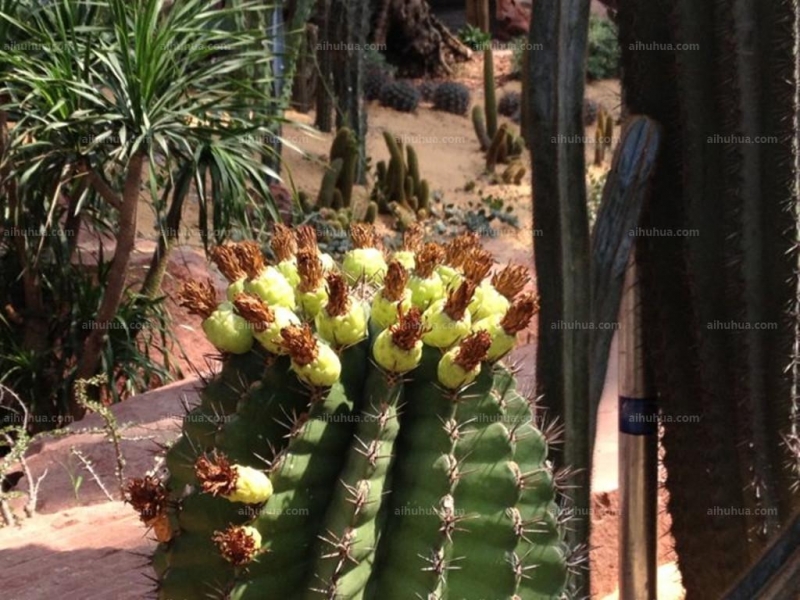 点击大图看下一张：巨鹫玉图片