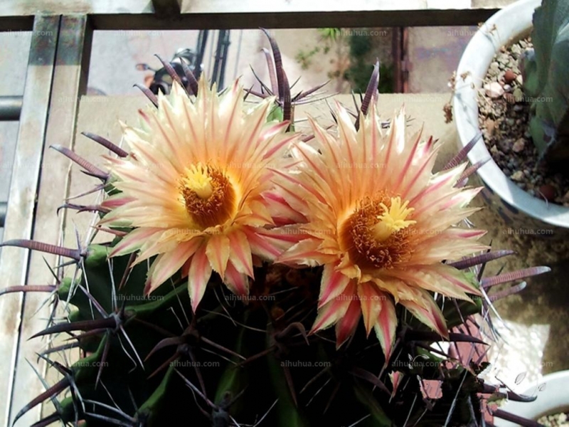 点击大图看下一张:巨鹫玉图片