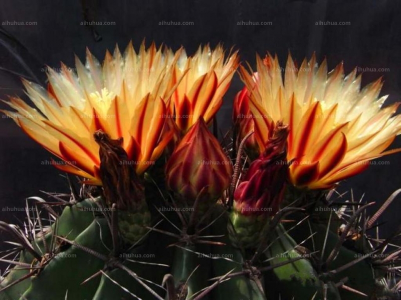 点击大图看下一张:巨鹫玉图片