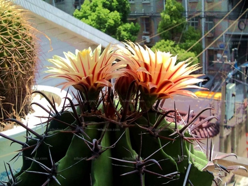 点击大图看下一张:巨鹫玉图片