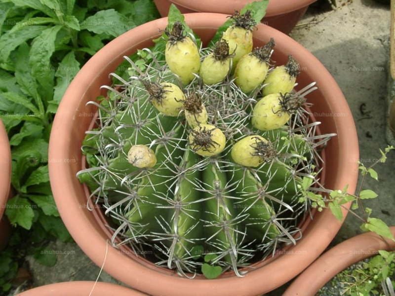 点击大图看下一张：巨鹫玉图片