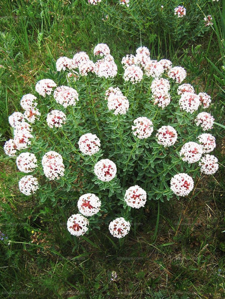 点击大图看下一张：狼毒图片