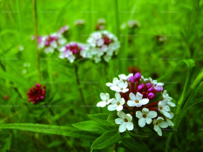 点击大图看下一张：狼毒图片