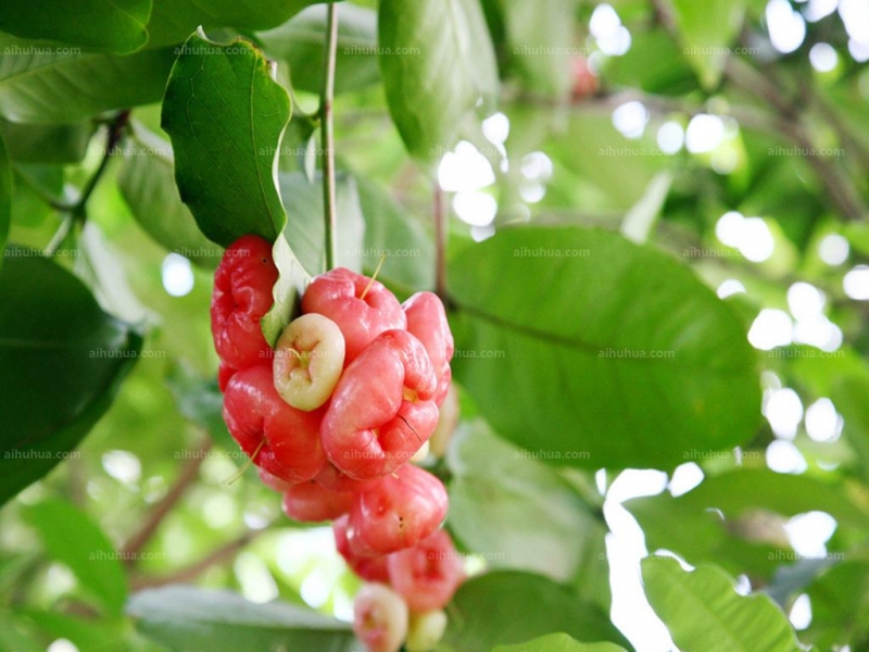 点击大图看下一张：莲雾图片