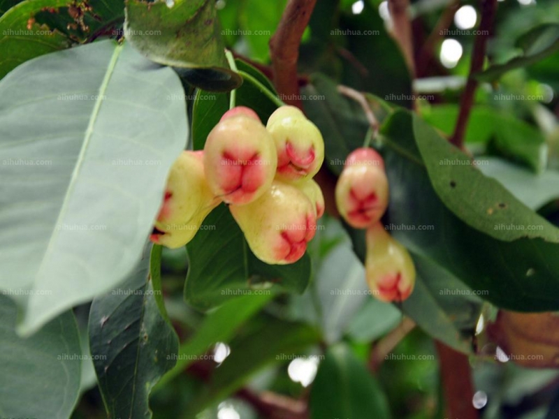 点击大图看下一张：莲雾图片