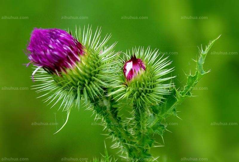 点击大图看下一张：美丽的蓟图片