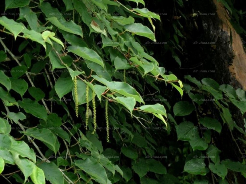 点击大图看下一张：水青树图片