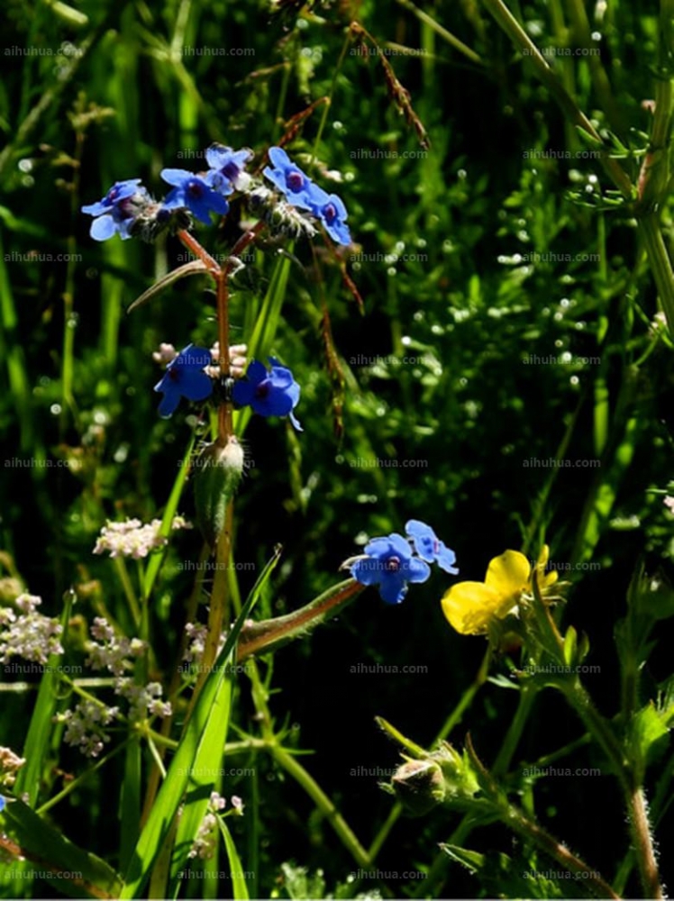 点击大图看下一张:微孔草图片