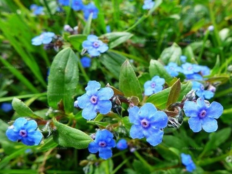 点击大图看下一张:微孔草图片