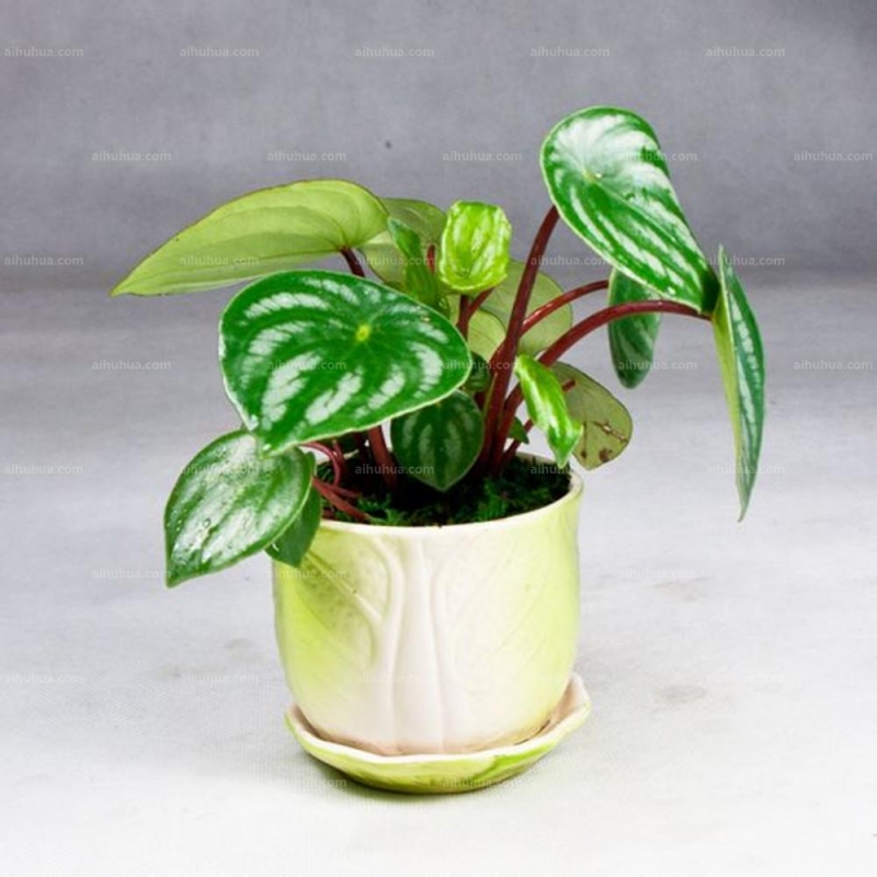 点击大图看下一张:西瓜皮椒草图片