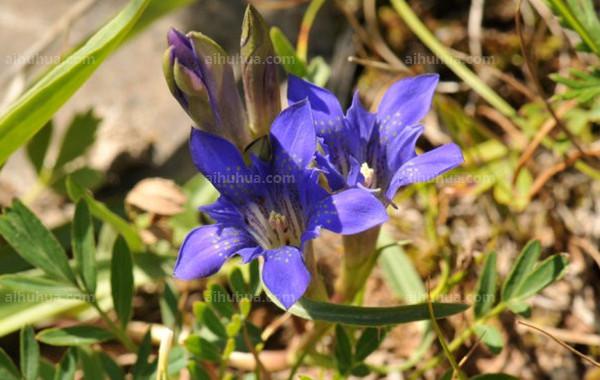 点击大图看下一张:达乌里秦艽图片