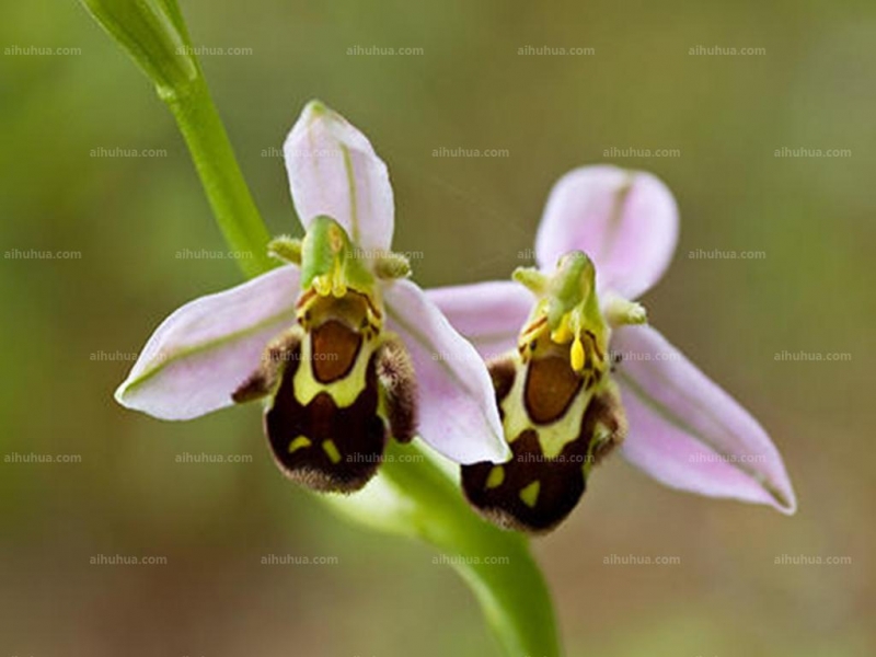 点击大图看下一张：蜂兰图片