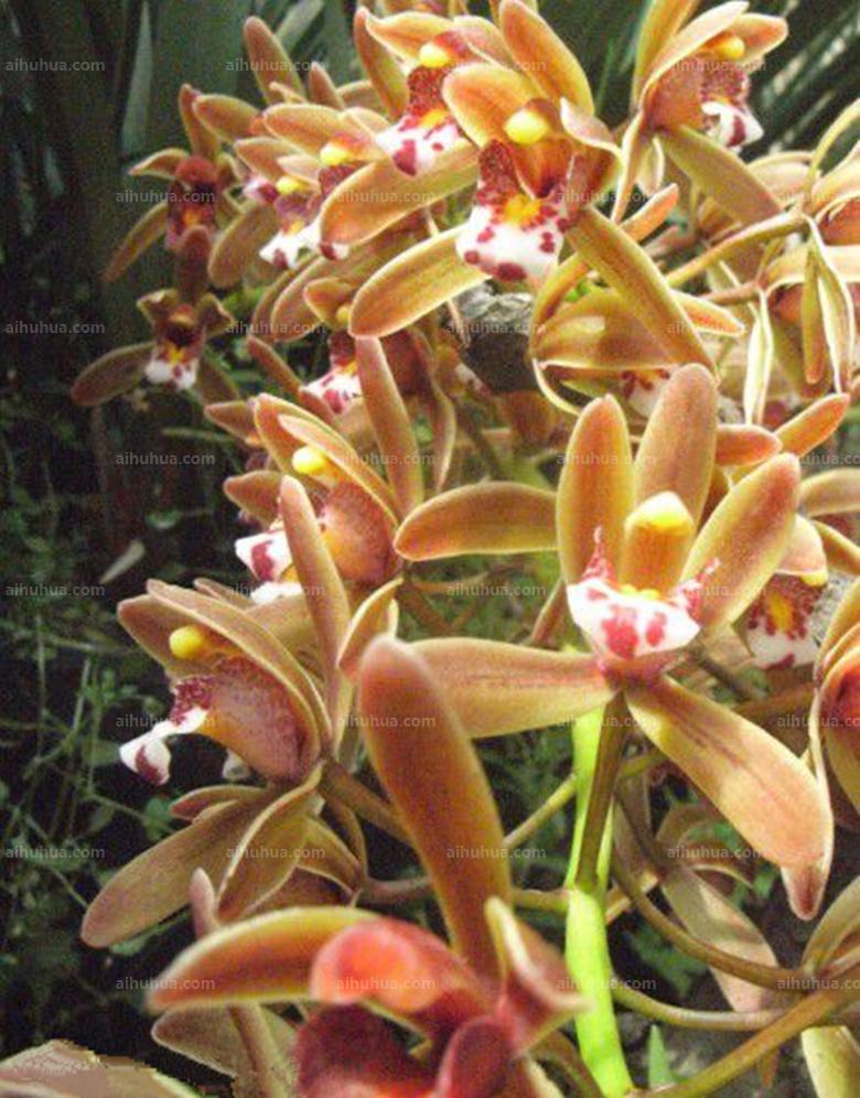 点击大图看下一张：蜂兰图片