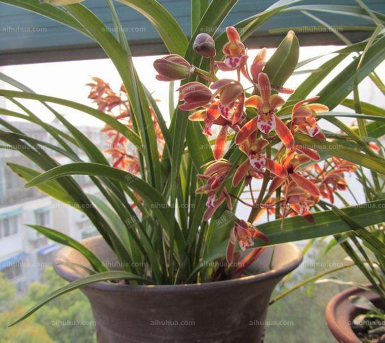 点击大图看下一张:蜂兰图片