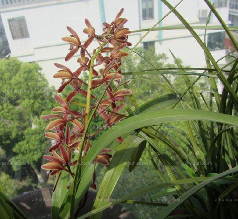 点击大图看下一张：蜂兰图片