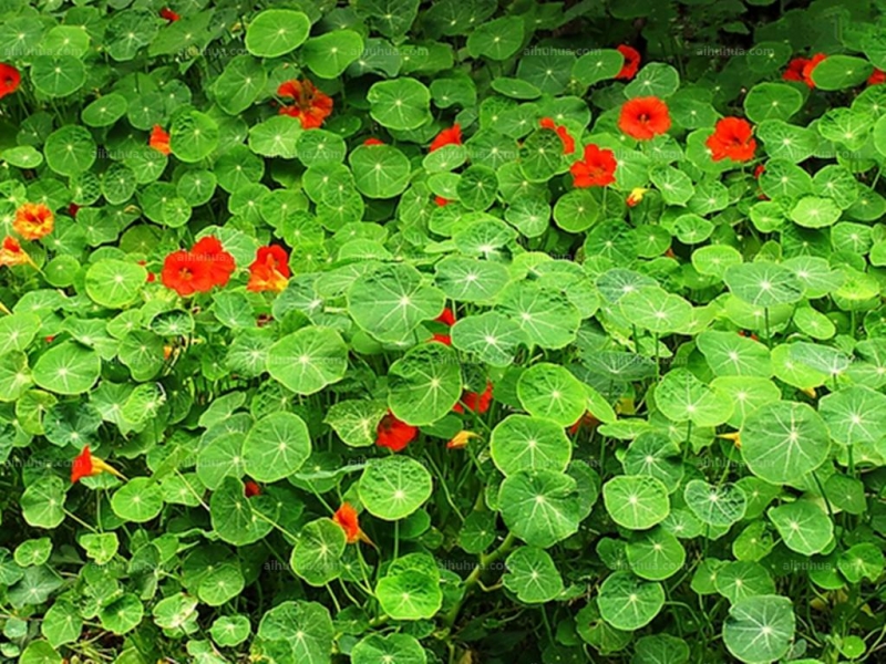 点击大图看下一张：旱金莲图片