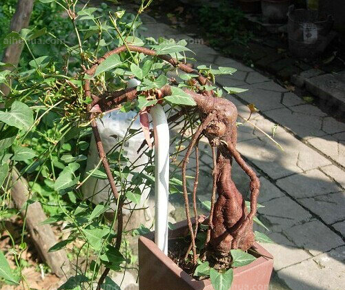 点击大图看下一张：何首乌的图片