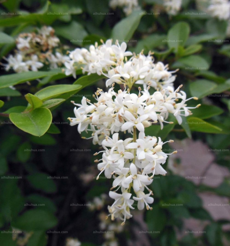 点击大图看下一张:女贞图片