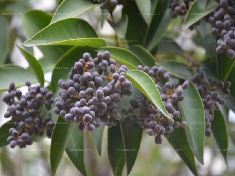 点击大图看下一张：女贞图片