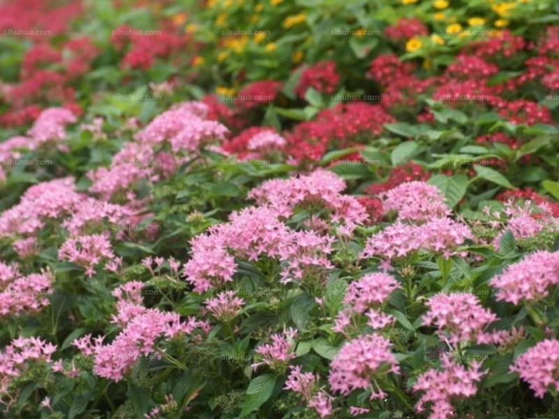 点击大图看下一张:日本鬼灯檠图片