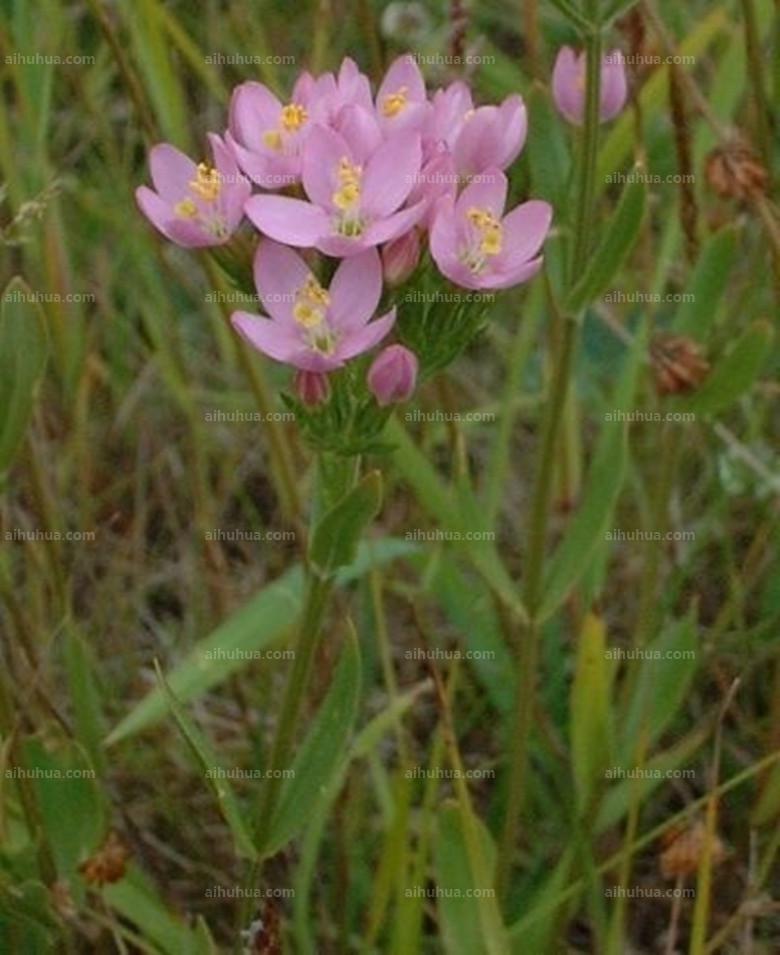 点击大图看下一张：日本鬼灯檠图片