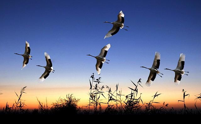 点击大图看下一张：比翼鸟图片