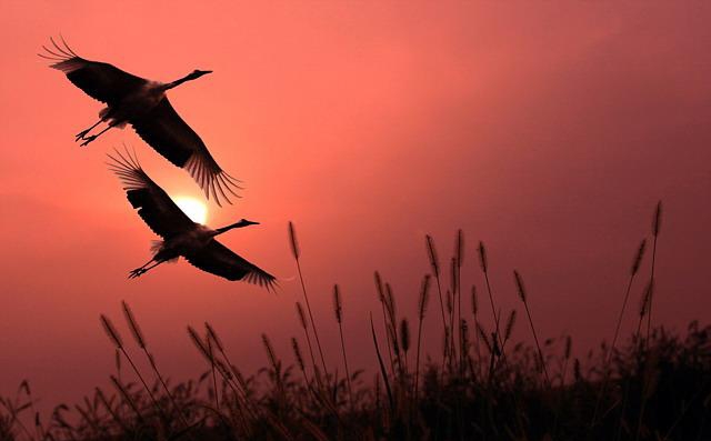 点击大图看下一张：比翼鸟图片