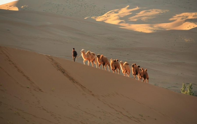 点击大图看下一张：行走的骆驼