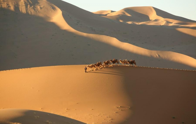 点击大图看下一张：行走的骆驼