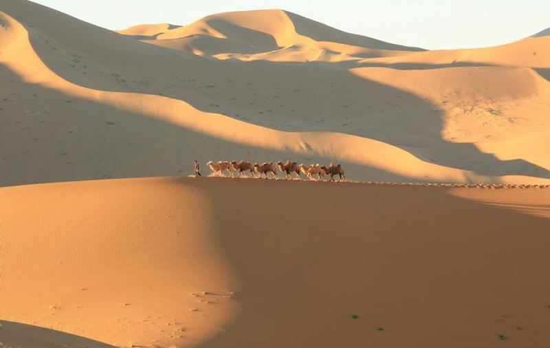 点击大图看下一张：行走的骆驼