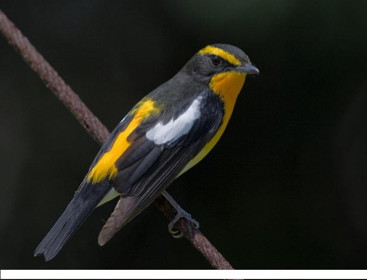 点击大图看下一张：黄眉姬鹟图片