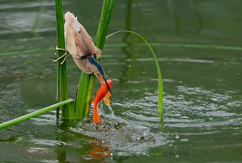 点击大图看下一张：黄苇鹣捕鱼图片